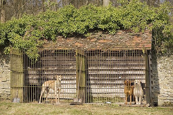 Guard dogs in kennels