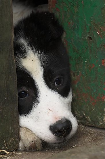 Border collie