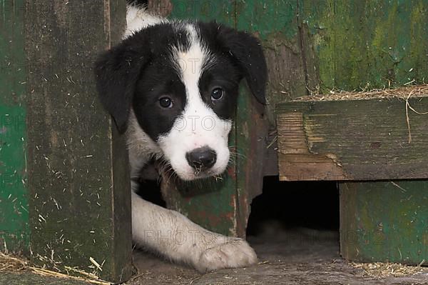 Border collie