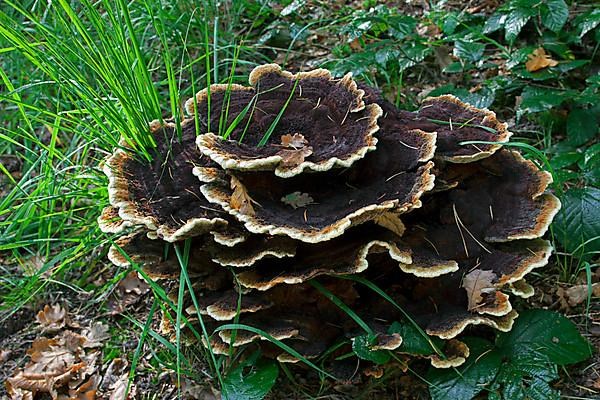 Velvet-top fungus