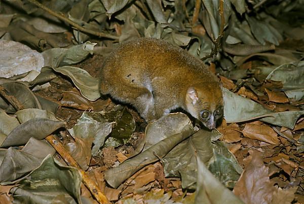 Common bear macaque