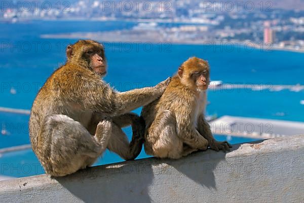 Barbary macaque