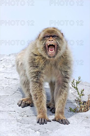 Barbary macaque