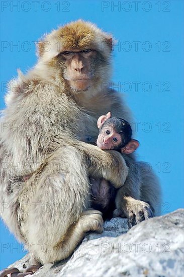 Barbary macaque