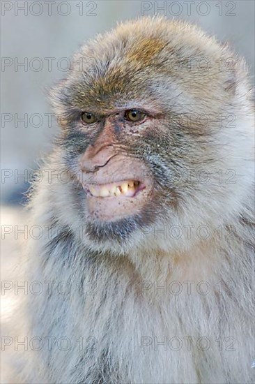 Barbary macaque