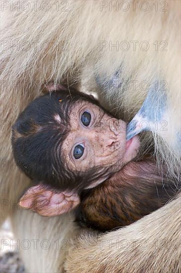 Barbary barbary macaque