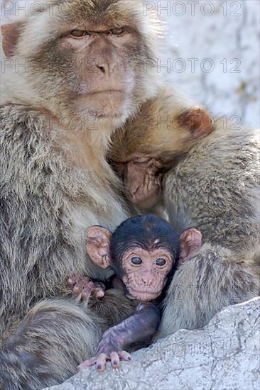 Barbary macaque