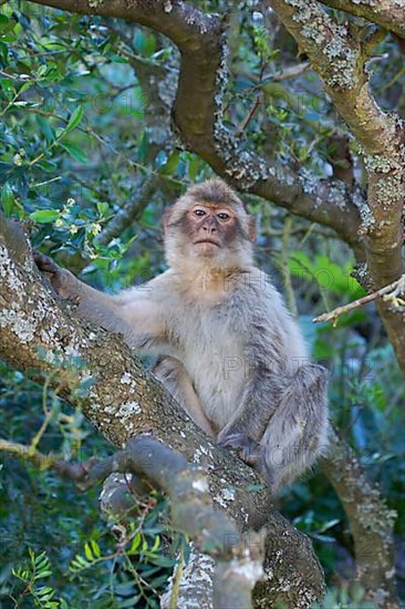 Young barbary macaque
