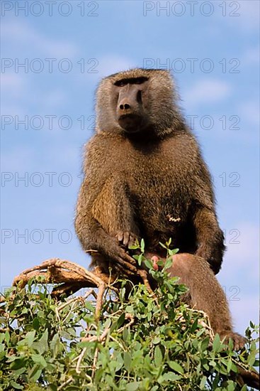 Olive baboon