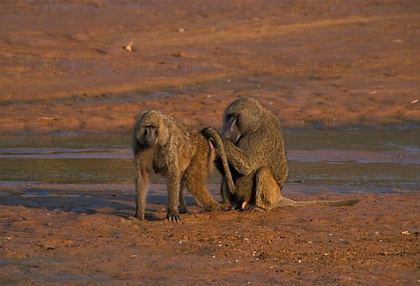 Care of olive baboon
