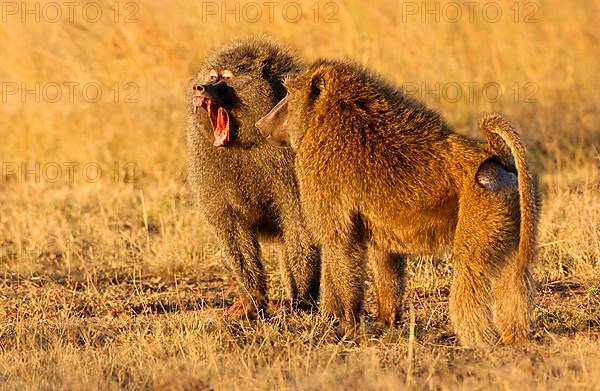 Olive baboon