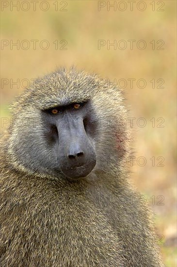 Olive baboon