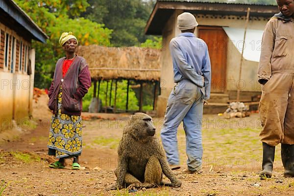 Olive baboon