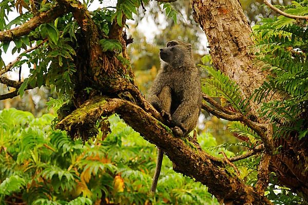 Adult olive baboon