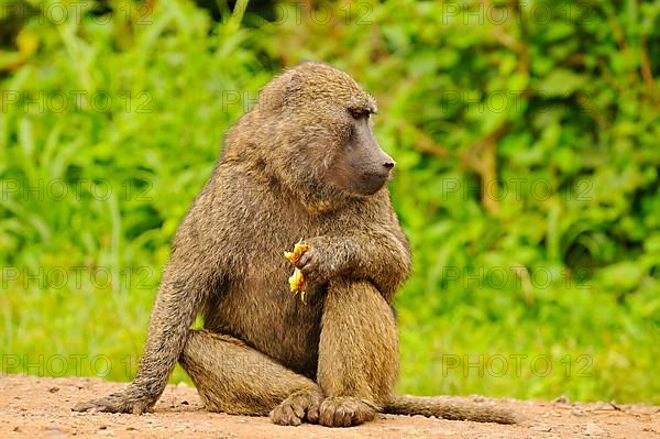 Olive baboon