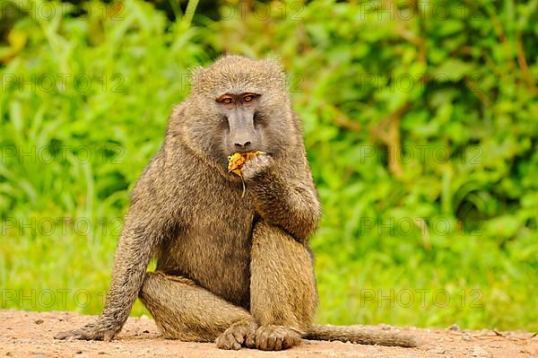 Olive baboon