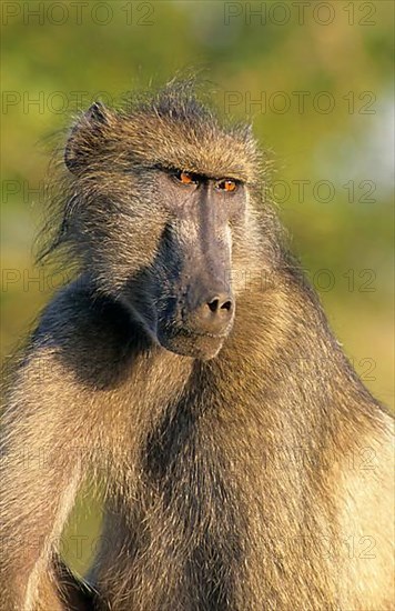 Chacma Baboon