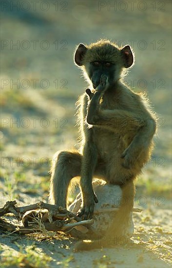 Chacma Baboon