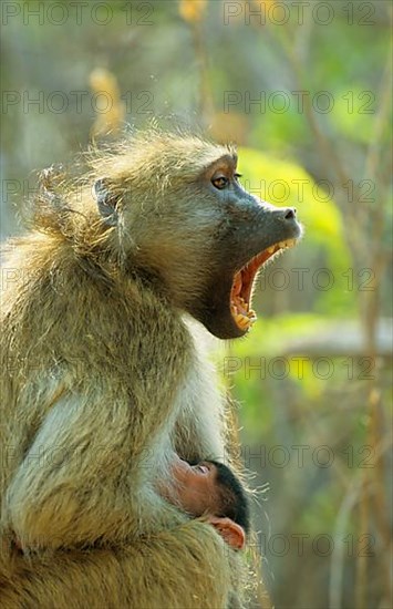 Bear baboon