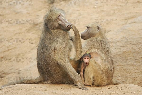 Chacma Baboon