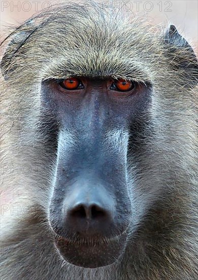 Bear baboon