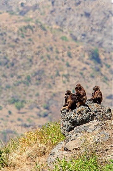 Gelada Baboon