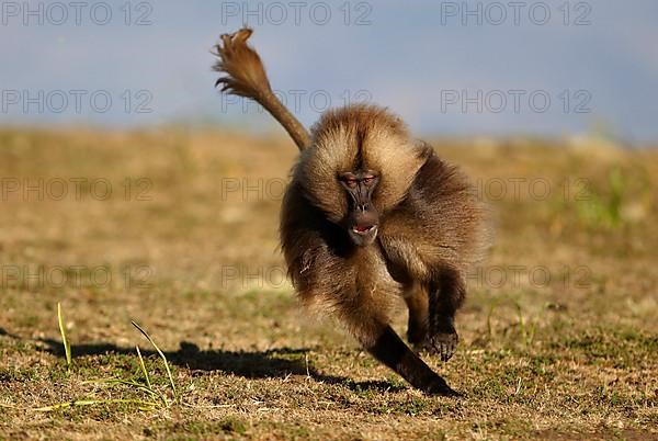 Gelada