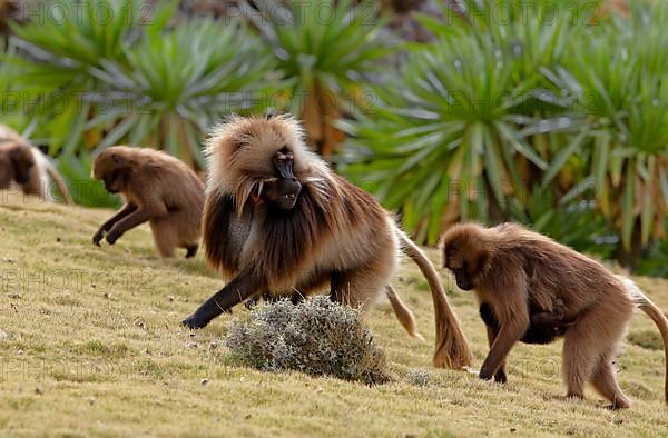 Gelada baboon