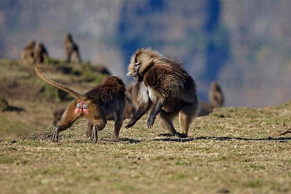 Gelada