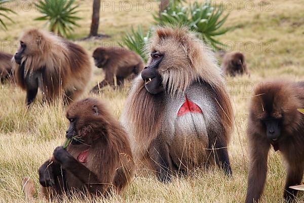 Gelada