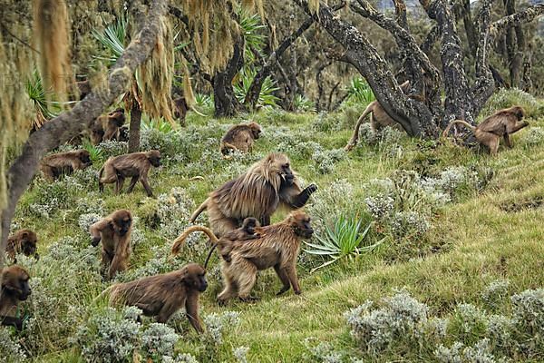 Gelada baboon