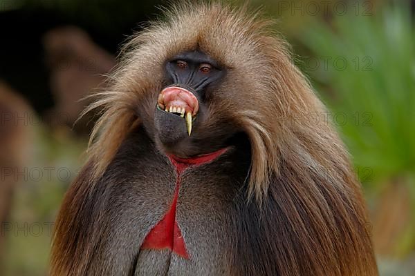 Gelada