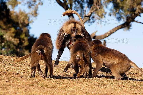 Gelada