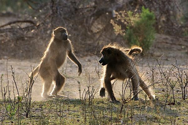 Yellow baboon