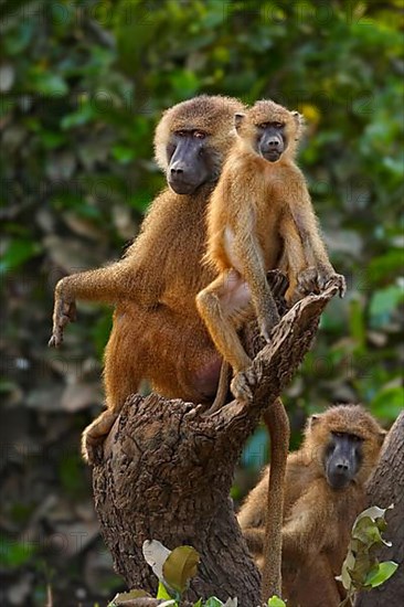 Guinea baboon