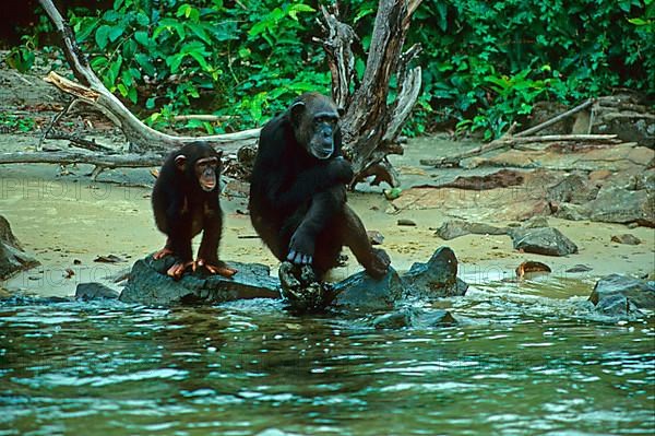 Common chimpanzee