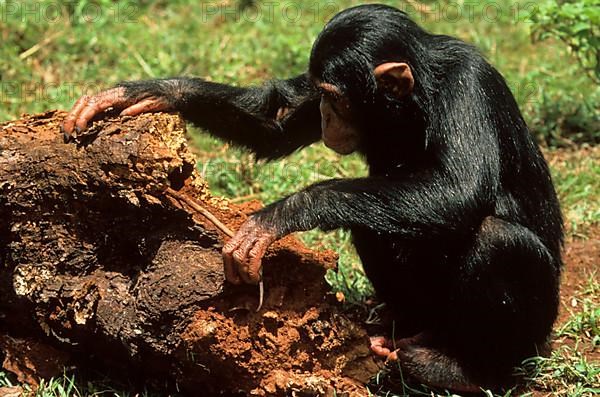 Common chimpanzee