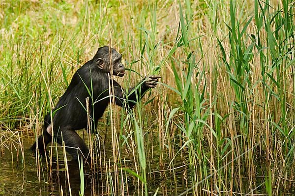 Bonobo