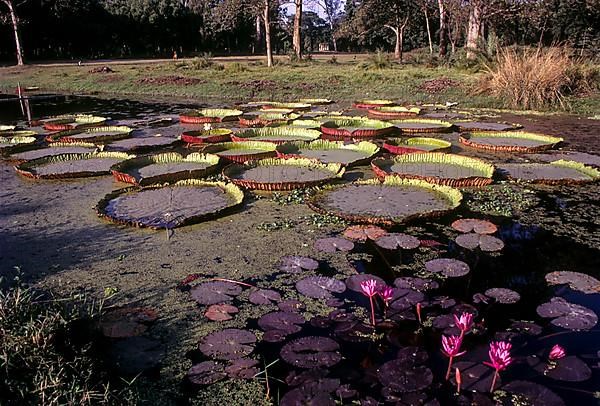 The largest Leaves of the waterlily