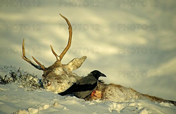 Hooded Crow