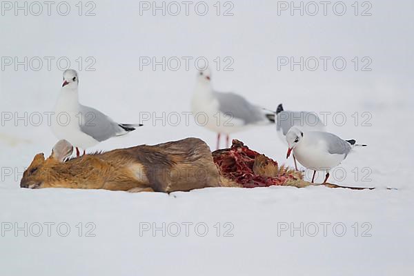 Black-headed Gull