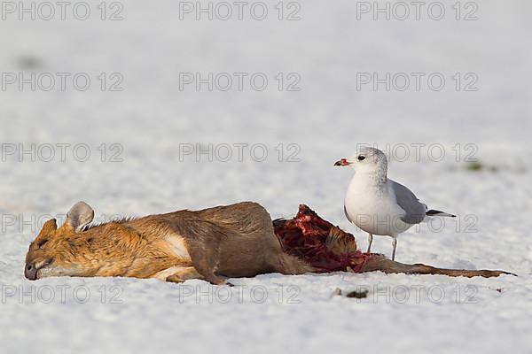 Common Gull