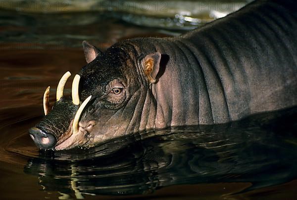 Moluccan babirusa