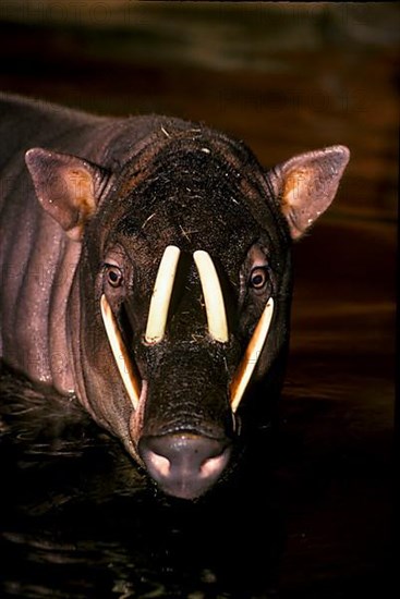 Moluccan babirusa