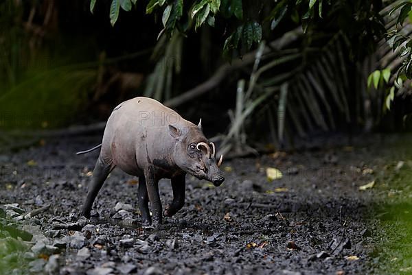 North Sulawesi north sulawesi babirusa