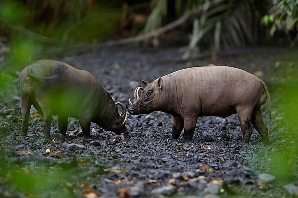 North Sulawesi north sulawesi babirusa