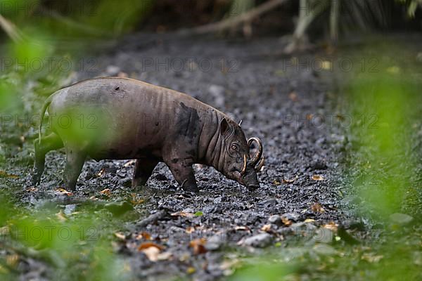 North Sulawesi north sulawesi babirusa