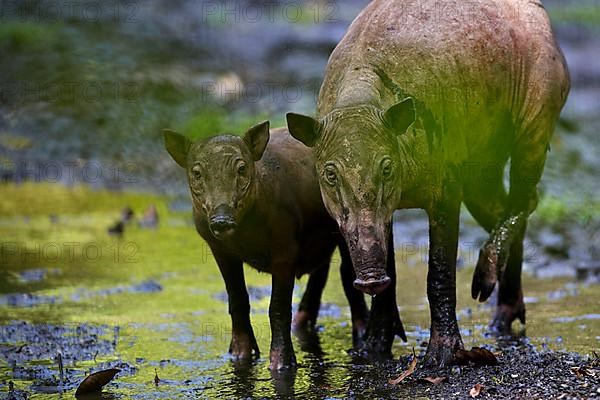 North Sulawesi north sulawesi babirusa