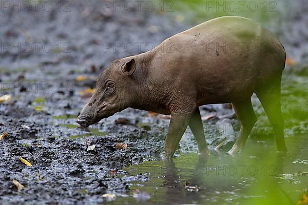 North Sulawesi north sulawesi babirusa