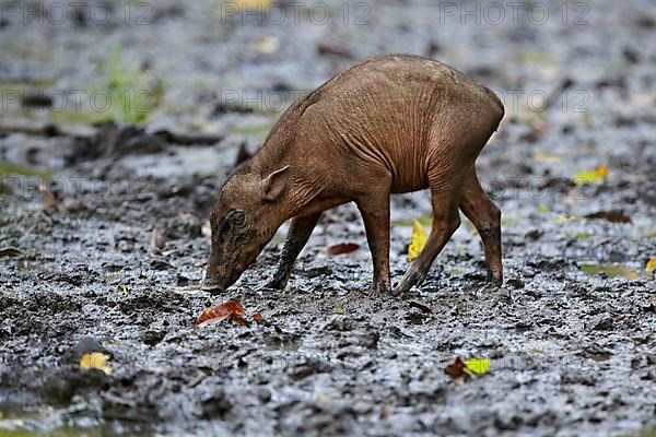 North Sulawesi north sulawesi babirusa